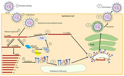 Frontiers | Modulation of Autophagy by SARS-CoV-2: A Potential Threat